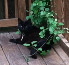 GIDEON...male black cat with red color and tag (address on tag is Gloucester, VA). Last seen June 29th in Carl Street area of Suburban Acres.