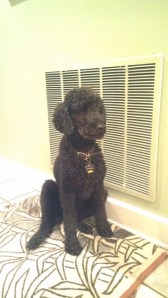 SHEBA...15 year old black standard poodle. Lost in area of 7000 block of Mallard (Talbot Park) on July 3rd. Reward.